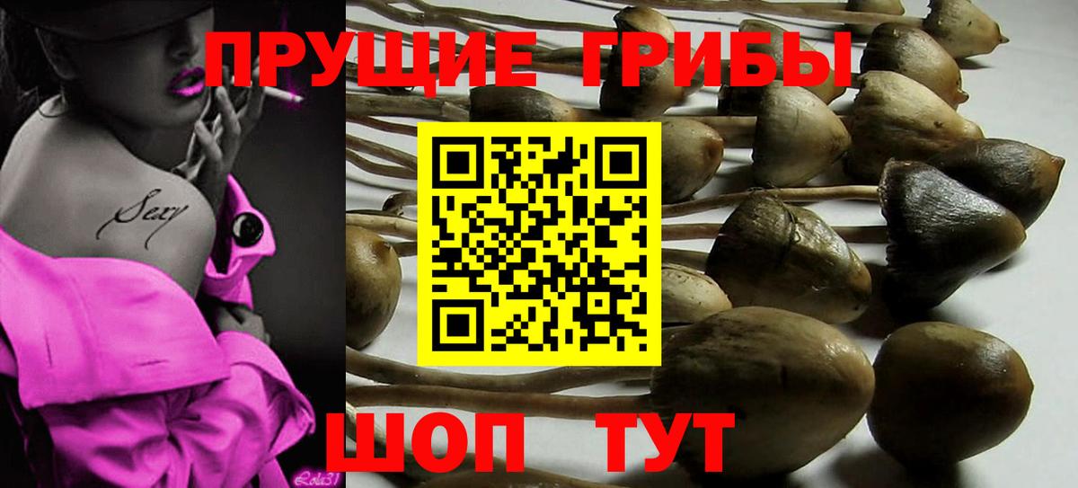 Псилоцибиновые грибы Cubensis Калининград
